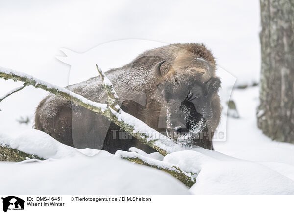 Wisent im Winter / Wisent in winter / DMS-16451