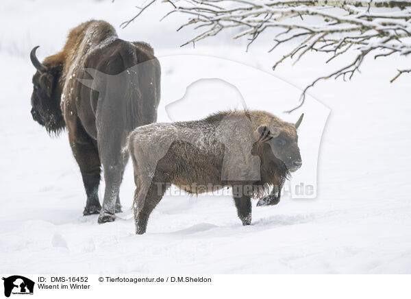Wisent im Winter / Wisent in winter / DMS-16452