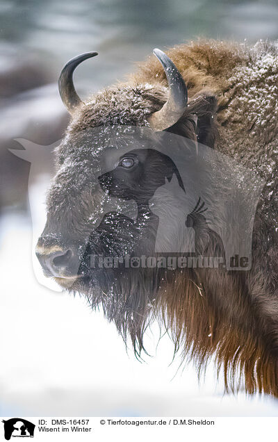 Wisent im Winter / Wisent in winter / DMS-16457
