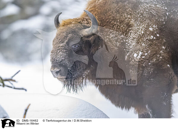 Wisent im Winter / Wisent in winter / DMS-16462
