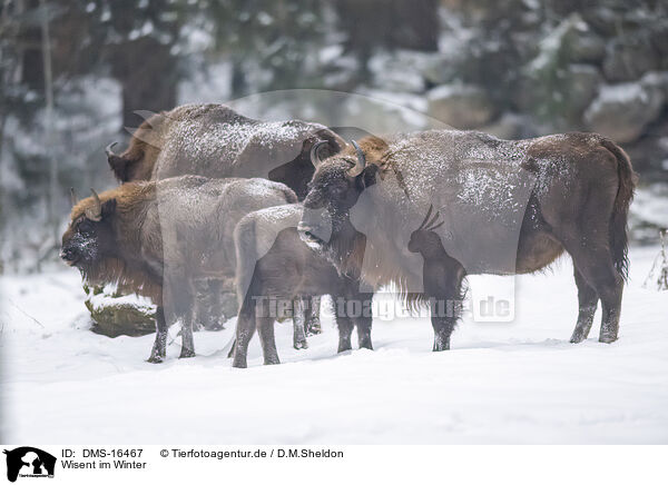 Wisent im Winter / Wisent in winter / DMS-16467