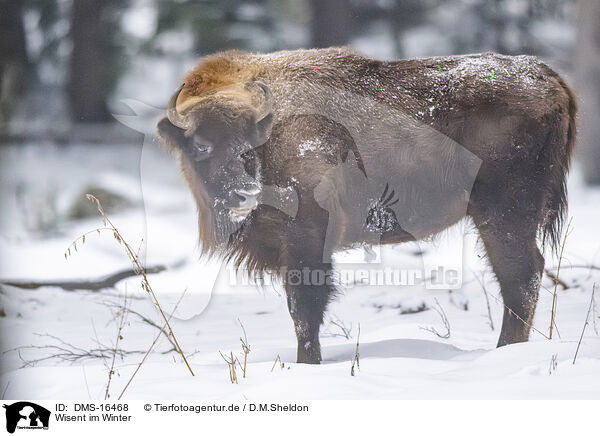 Wisent im Winter / Wisent in winter / DMS-16468
