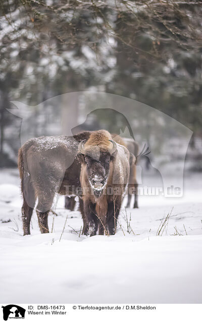 Wisent im Winter / Wisent in winter / DMS-16473