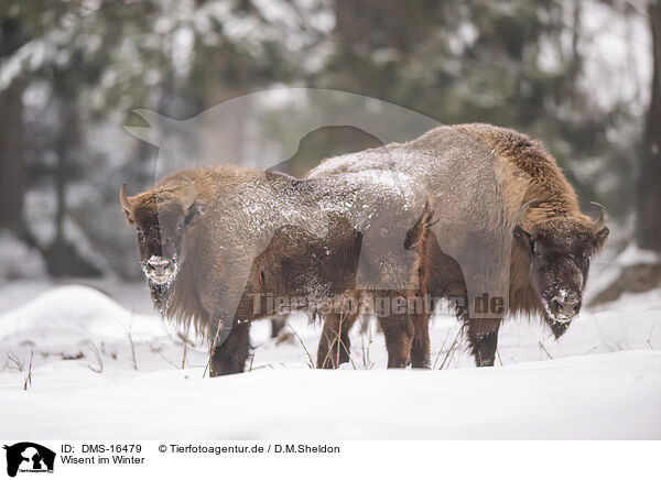 Wisent im Winter / Wisent in winter / DMS-16479