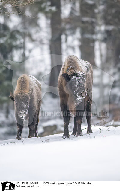 Wisent im Winter / Wisent in winter / DMS-16487