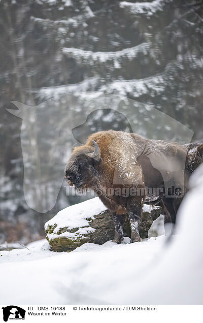Wisent im Winter / Wisent in winter / DMS-16488