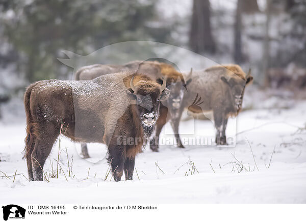 Wisent im Winter / Wisent in winter / DMS-16495