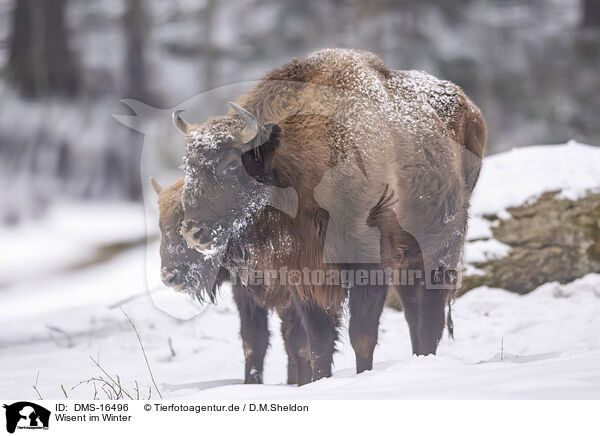 Wisent im Winter / Wisent in winter / DMS-16496