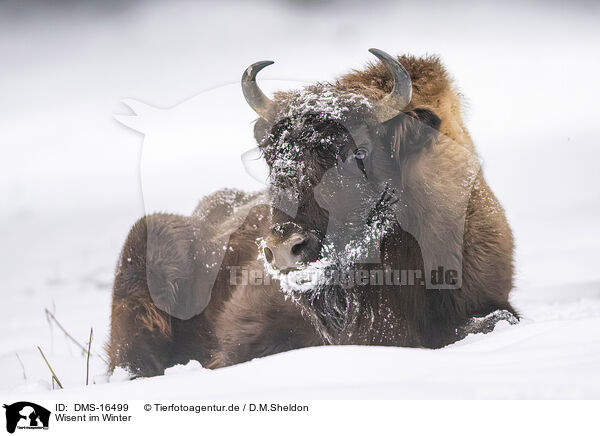 Wisent im Winter / Wisent in winter / DMS-16499