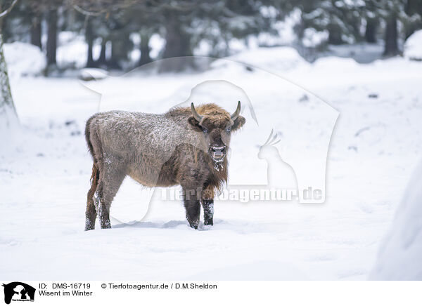 Wisent im Winter / Wisent in winter / DMS-16719