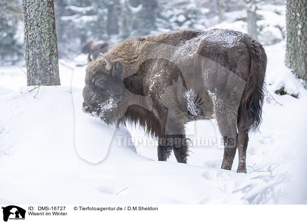 Wisent im Winter / Wisent in winter / DMS-16727
