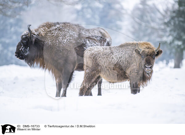Wisent im Winter / Wisent in winter / DMS-16733