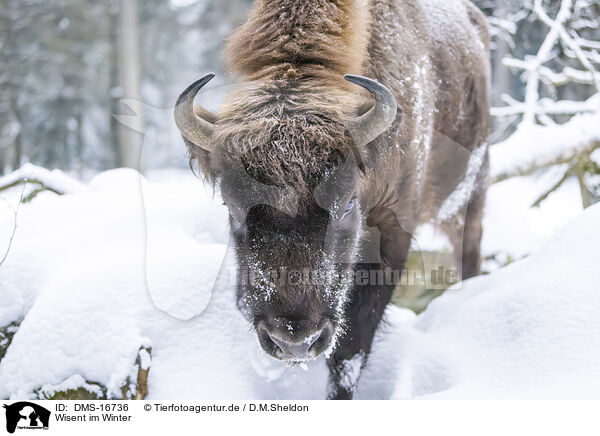 Wisent im Winter / Wisent in winter / DMS-16736