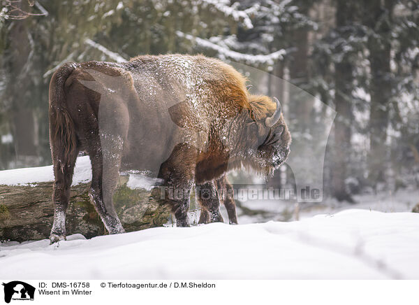 Wisent im Winter / Wisent in winter / DMS-16758