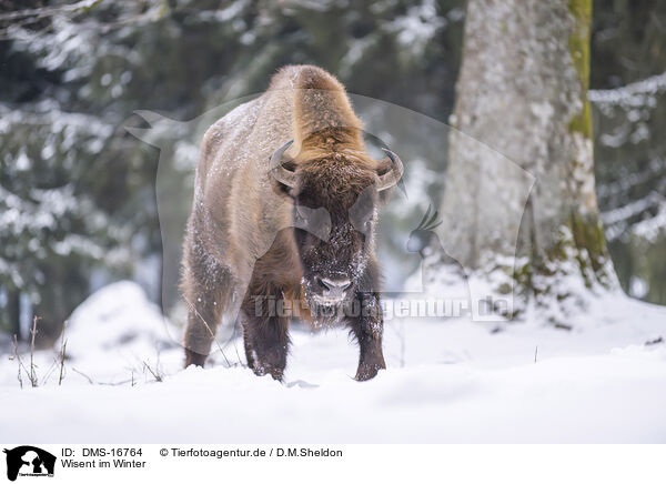 Wisent im Winter / Wisent in winter / DMS-16764