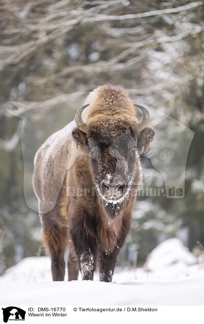 Wisent im Winter / Wisent in winter / DMS-16770