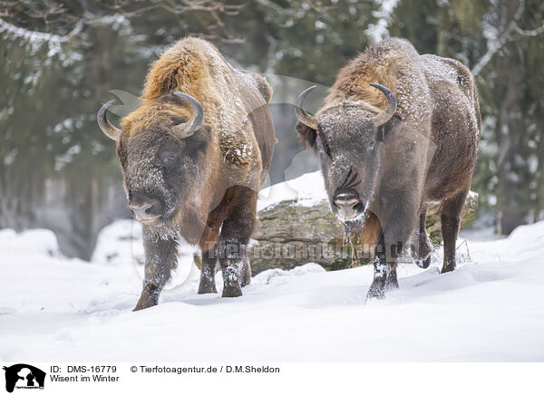 Wisent im Winter / Wisent in winter / DMS-16779