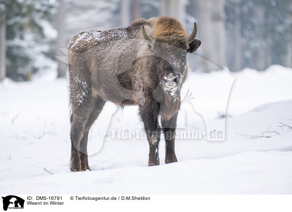 Wisent im Winter / Wisent in winter / DMS-16781