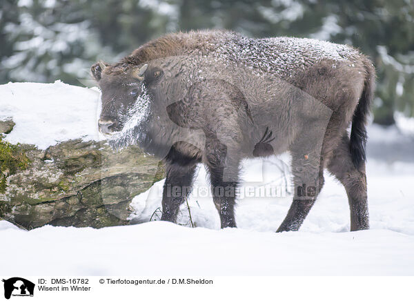 Wisent im Winter / Wisent in winter / DMS-16782