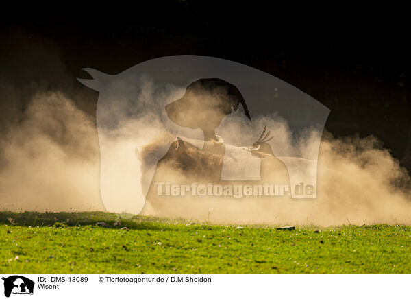 Wisent / European bison / DMS-18089