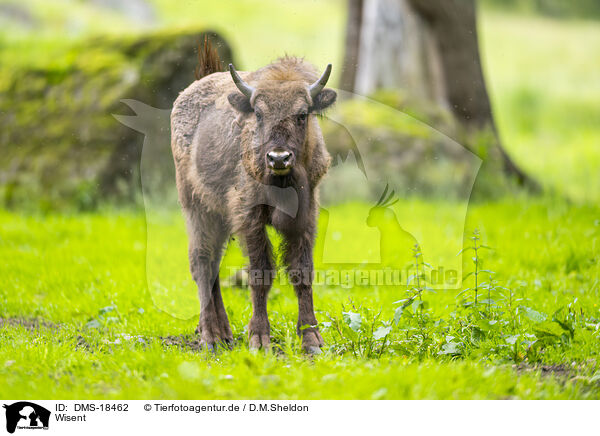 Wisent / Wisent / DMS-18462