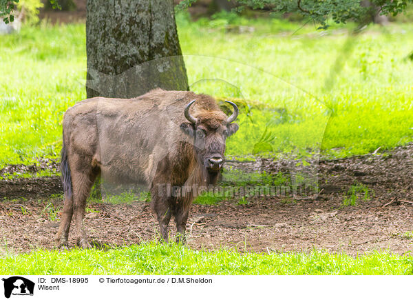 Wisent / Wisent / DMS-18995