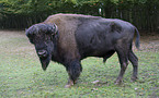 Wisent