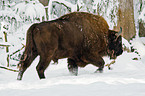 Wisent