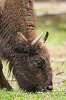 Wisent