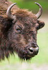 Wisent