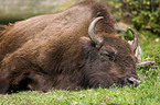 Wisent