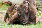 Wisent