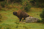 Wisent