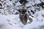 Wisent