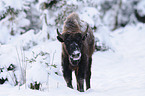 Wisent