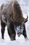 Wisent