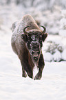 Wisent