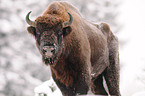 Wisent