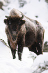 Wisent