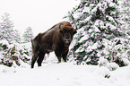 Wisent