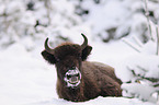 Wisent