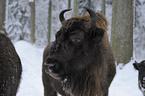 Wisent