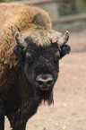 Wisent