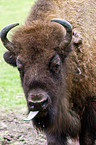 Wisent