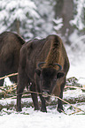 Wisent