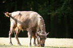 Wisent