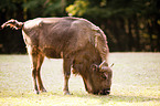 Wisent