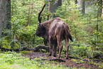 Wisent