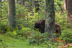 Wisent