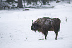 Wisent im Winter